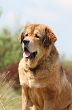 DOGUE DU TIBET 049